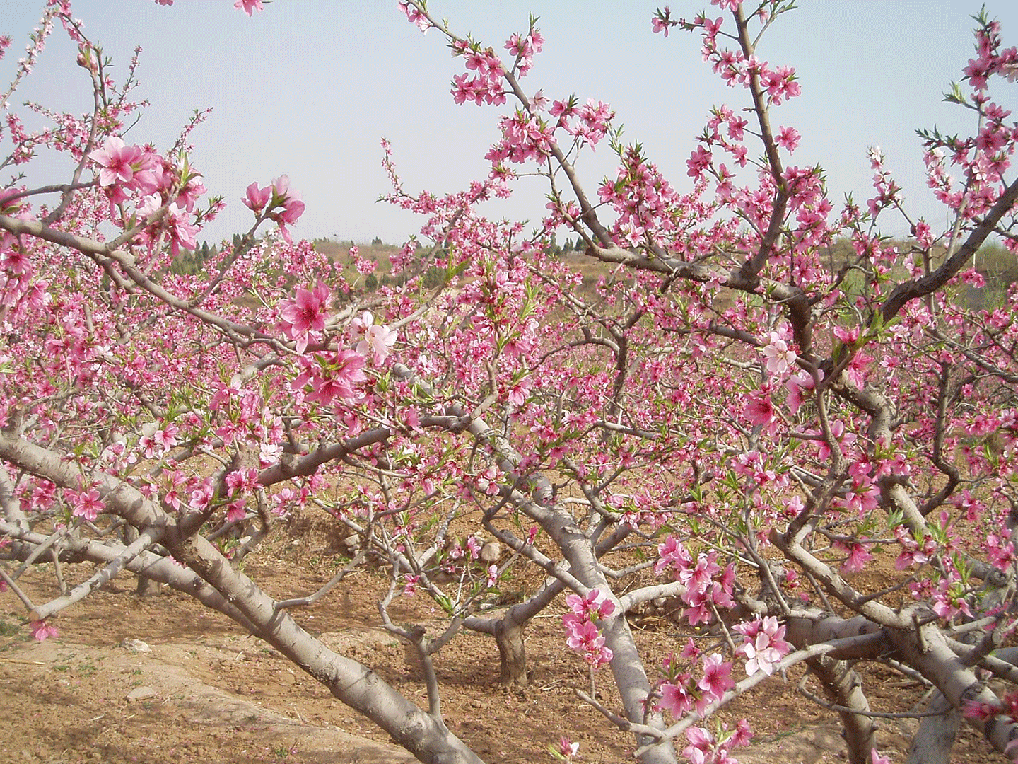 采摘園桃花